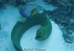 GREEN MORAY by Rick Thibert 